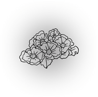 Geranium